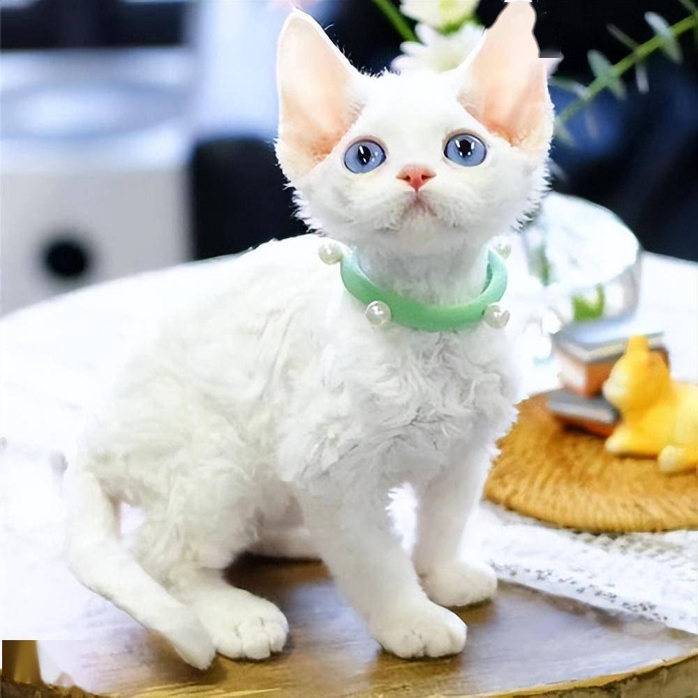 狗狗恶露不尽——探究背后的原因与解决方法