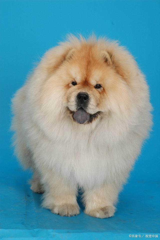 给我狗狗补钙:守护宠物健康的秘密武器