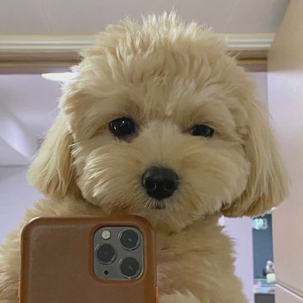 狗狗无血统——宠物护理员的温馨观察