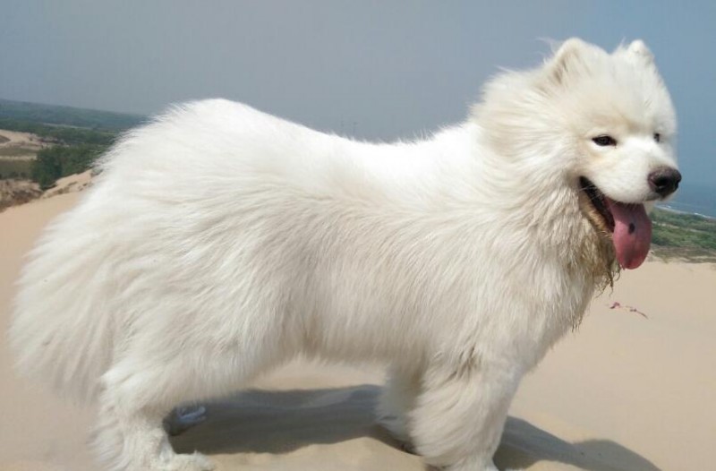 老狗狗死了:怀念那些无言的陪伴