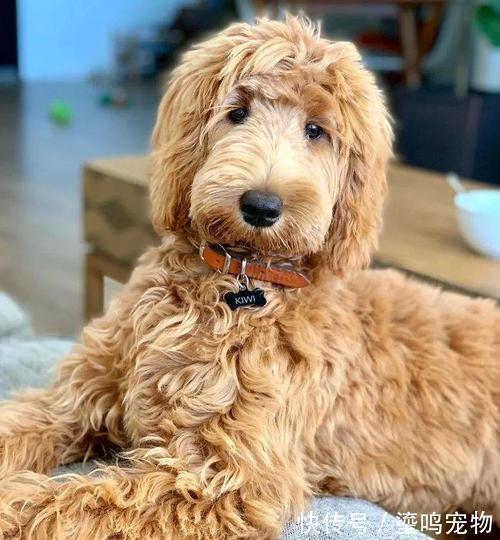 运城狗狗赠送:开启爱心传递之旅