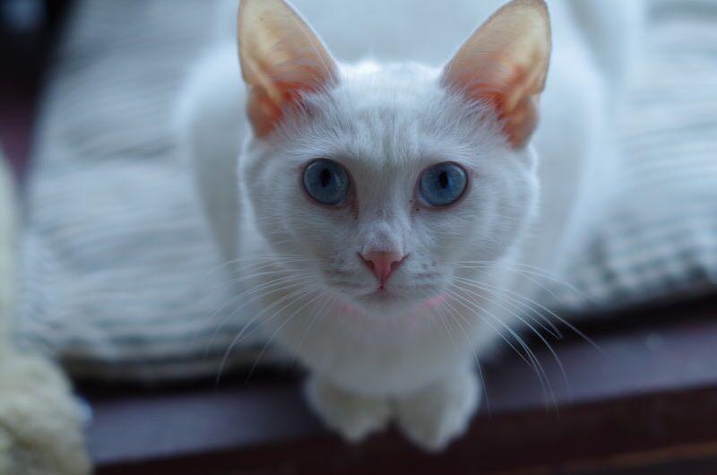 狗狗拉力多大:探索狗狗的力量与潜能